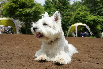 dogrun westie