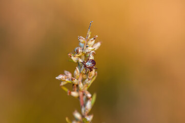 Encephalitis Tick Insect Crawling on Grass. Lyme Borreliosis Disease, Encephalitis, DTV or Powassan Virus Infectious Dermacentor Tick Arachnid Parasite Macro.