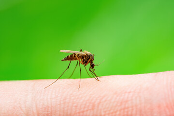 Malaria Infected Mosquito Bite. Leishmaniasis, Encephalitis, Yellow Fever, Dengue, Malaria Disease, Mayaro or Zika Virus Infectious Culex Mosquitoe Parasite Insect Macro on Green Background