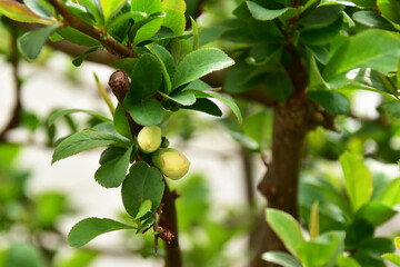 薄ピンクのボケのつぼみ