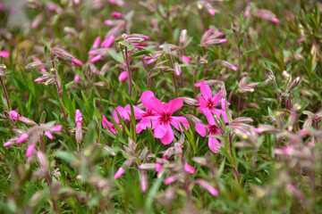 咲き始めた芝桜