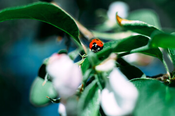 Ladybug on a green leaf. Insect. Ladybug on a branch. Coccinellidae.