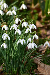 うつむいて咲くスノードロップ