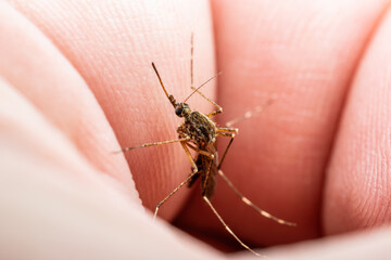 Malaria Infected Mosquito Bite. Leishmaniasis, Encephalitis, Yellow Fever, Dengue, Malaria Disease, Mayaro or Zika Virus Infectious Culex Mosquitoe Parasite Insect Macro Close-up.