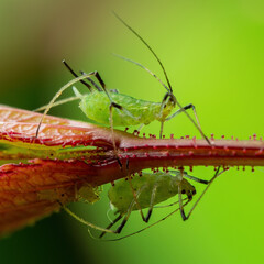 Aphid Colony Close-up. Greenfly or Green Aphid Garden Parasite Insect Pest Macro on Green Background