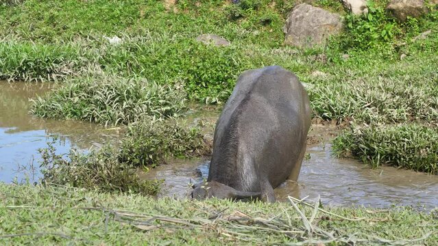 A cow of dark gray color found refuge from the heat in a small puddle. After taking a mud bath in a puddle, the cow slowly, barely got up from her limbs and dusted herself off.
