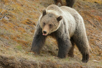 Grizzly bear walking with his tongue out - 506319727