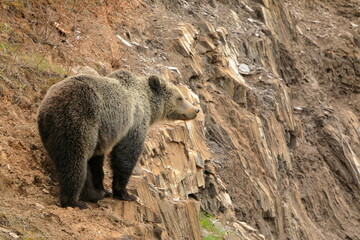 Grizzly bear standing on a ledge looking forward