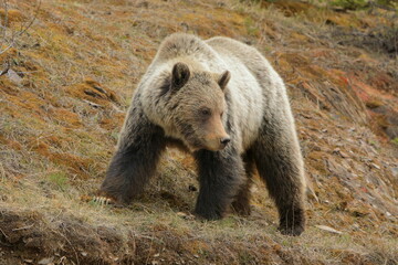 Grizzly bear walking looking down to the right