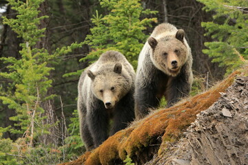 Two grizzly bears standing on a ledge looking at the camera - 506319749