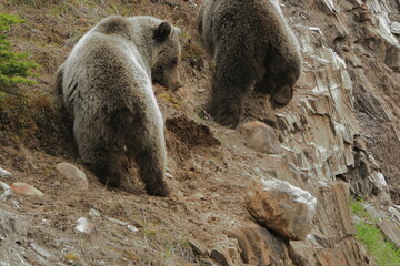 Grizzly bear knocking a large rock off a ledge