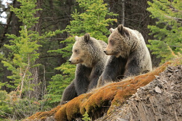 Two grizzly bears sitting on a ledge looking left