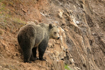 Grizzly bear standing on a ledge looking back