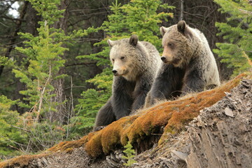 Two grizzly bears sitting on a ledge looking down and to the left - 506319779
