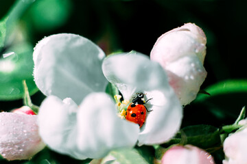 Ladybug on a green leaf. Insect. Ladybug on a branch. Coccinellidae.  Coccinellidae on an Apple tree. Apple tree.