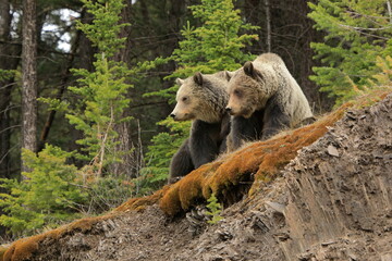 Two grizzly bears sitting on a ledge looking left with prominent hump