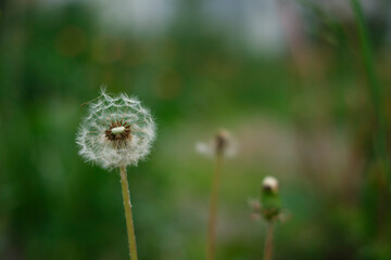 道端に咲くたんぽぽの綿毛