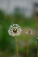 Fototapeta premium 道端に咲くたんぽぽの綿毛