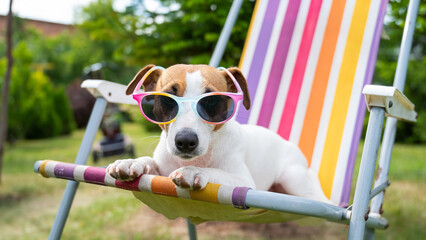 Jack russell terrier dog in sunglasses is resting on a sun lounger. Summer vacation concept. - obrazy, fototapety, plakaty