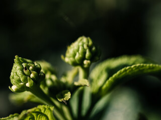 Flower bud