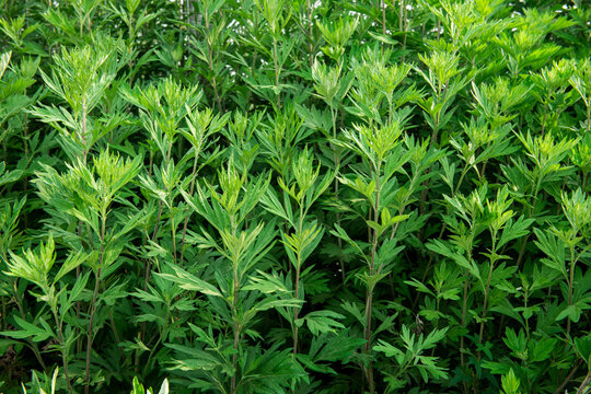 Fresh lush green Artemisia argyi  or mugwort plant growing in the  wild field,