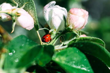 Ladybug on a green leaf. Insect. Ladybug on a branch. Coccinellidae.  Coccinellidae on an Apple tree. Apple tree.