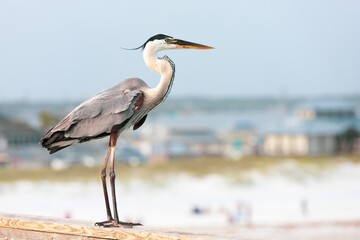 Great Blue Heron Standing on the Fishing Pier in Navarre Beach Florida