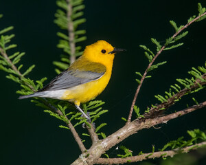 Prothonotary Warbler