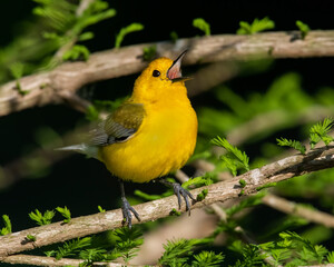 Prothonotary Warbler