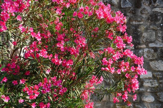 Pink flower clusters of nerium oleander