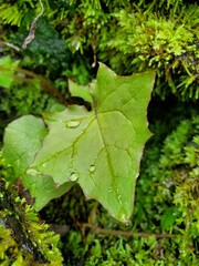 Dew on Green Leaf. 