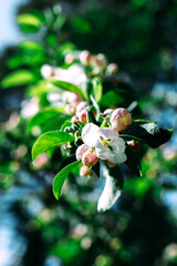Branches of a flowering apple tree. The apple tree is in bloom. Flowers. Plant. Tree.