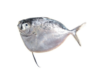 Mene maculata, moonfish isolated on white background, selective focus