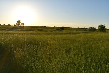 Obraz premium Field