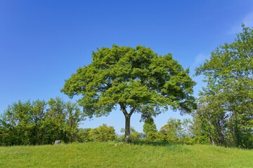 Fototapeta na wymiar 青空バックに見る新緑の若葉に包まれた大木の情景＠滋賀