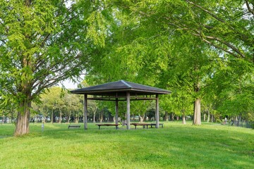 新緑に包まれた春の公園の情景＠滋賀