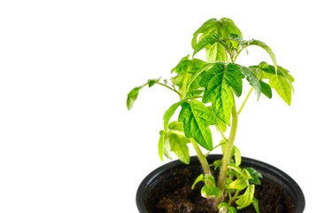 Green tomato seedling sprouts in black pot isolated on white background Spring concept for gardening. Spring concept for gardening, the plant ready for greenhouse