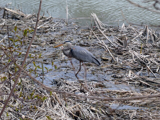 Big grey heron on the beach