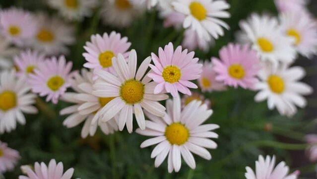 Ohama chrysanthemum pink chrysanthemum swaying in the wind
