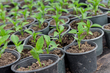 Bulgarian pepper seedlings growing in a plastic garden tray.