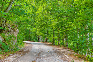 Obraz premium Mountain road and green woods scene during summer