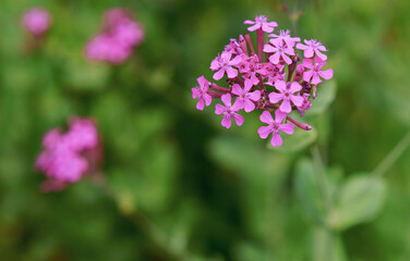 ピンクに咲き誇るナデシコの花