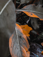 Dark Leaf and the small ant