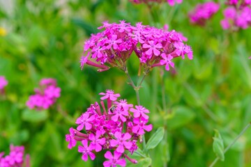 ピンクに咲き誇るナデシコの花