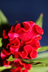 Red flower blossom close up celosia argentea family amaranthaceae botanical background high quality big size print