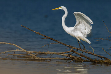 Egret showing off its wings