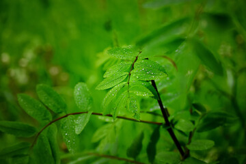 Raindrops on rowan leaves, European mountain ash