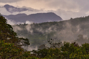 Trees of the central jungle of Peru. Chanchamyo, La Mercerd