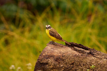 Bienteveo bird, Pitangus sulphuratus on top of a log in the central jungle of Peru. Yellow-breasted...