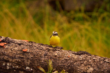 Bienteveo bird, Pitangus sulphuratus on top of a log in the central jungle of Peru. Yellow-breasted bird at Chanchamyo, La Merced.